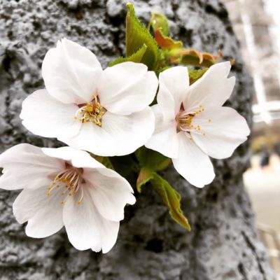 私が韓国語を始めた理由 その１ ソウルでマシル 韓国語が上手になるための情報発信サイト